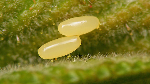 Plagiosterna aenea - Eggs Very smooth eggs - no visible surface structure ... Chrysomelidae,Chrysomelinae,Eggs,Linaeidea aenea,Ovae,Plagiosterna,Plagiosterna aenea,nl: Kortsprietelzenhaantje