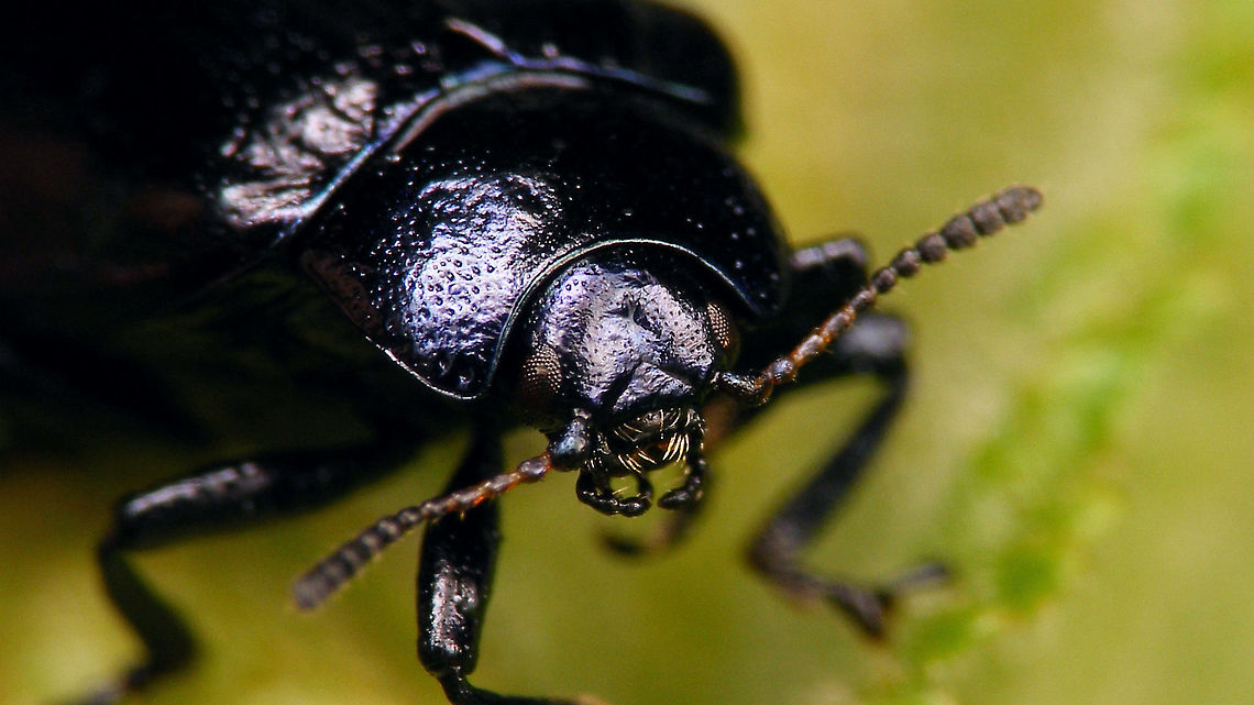 Plagiosterna aenea - Portrait  Chrysomelidae,Chrysomelinae,Linaeidea aenea,Plagiosterna,Plagiosterna aenea,nl: Kortsprietelzenhaantje