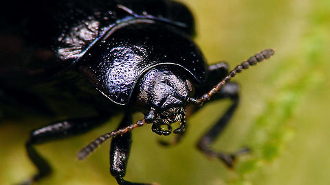 Plagiosterna aenea - Portrait  Chrysomelidae,Chrysomelinae,Linaeidea aenea,Plagiosterna,Plagiosterna aenea,nl: Kortsprietelzenhaantje