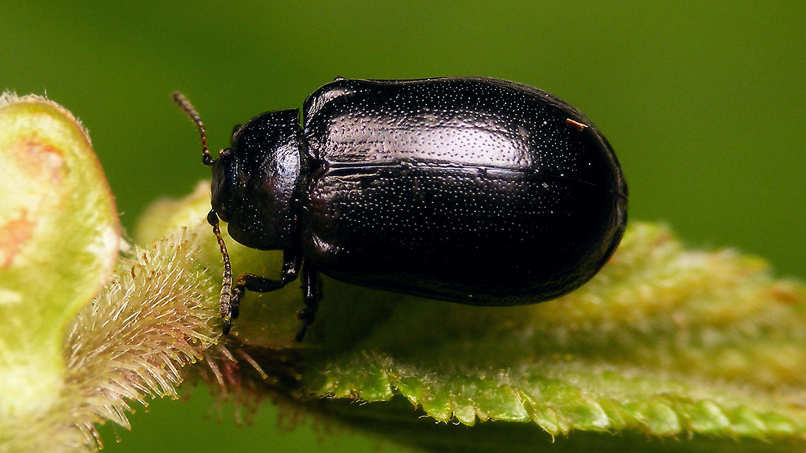 Plagiosterna aenea - Dorsal  Chrysomelidae,Chrysomelinae,Linaeidea aenea,Plagiosterna,Plagiosterna aenea,nl: Kortsprietelzenhaantje