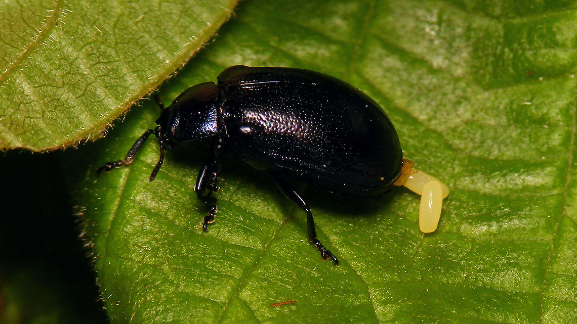 Plagiosterna aenea - Ovipositioning  Chrysomelidae,Chrysomelinae,Eggs,Linaeidea aenea,Ovae,Plagiosterna,Plagiosterna aenea,nl: Kortsprietelzenhaantje,oviposition