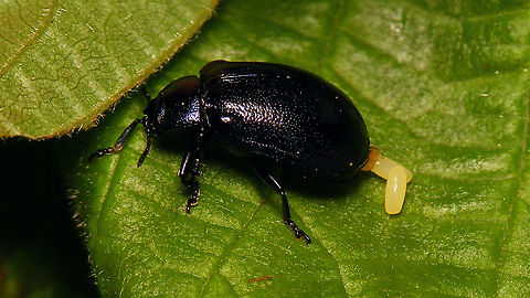 Plagiosterna aenea - Ovipositioning  Chrysomelidae,Chrysomelinae,Eggs,Linaeidea aenea,Ovae,Plagiosterna,Plagiosterna aenea,nl: Kortsprietelzenhaantje,oviposition