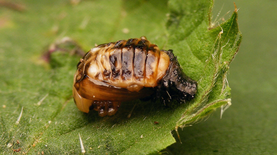 Plagiosterna aenea - Pupa  Chrysomelidae,Chrysomelinae,Linaeidea aenea,Plagiosterna,Plagiosterna aenea,Pupa,nl: Kortsprietelzenhaantje