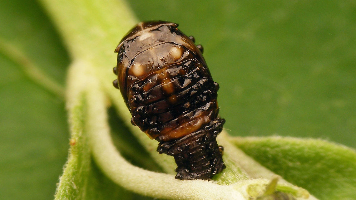 Plagiosterna aenea - Pupa (darker)  Chrysomelidae,Chrysomelinae,Linaeidea aenea,Plagiosterna,Plagiosterna aenea,Pupa,nl: Kortsprietelzenhaantje