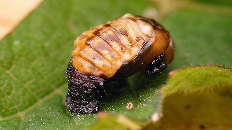 Plagiosterna aenea - Pupa (paler)  Chrysomelidae,Chrysomelinae,Linaeidea aenea,Plagiosterna,Plagiosterna aenea,Pupa,nl: Kortsprietelzenhaantje