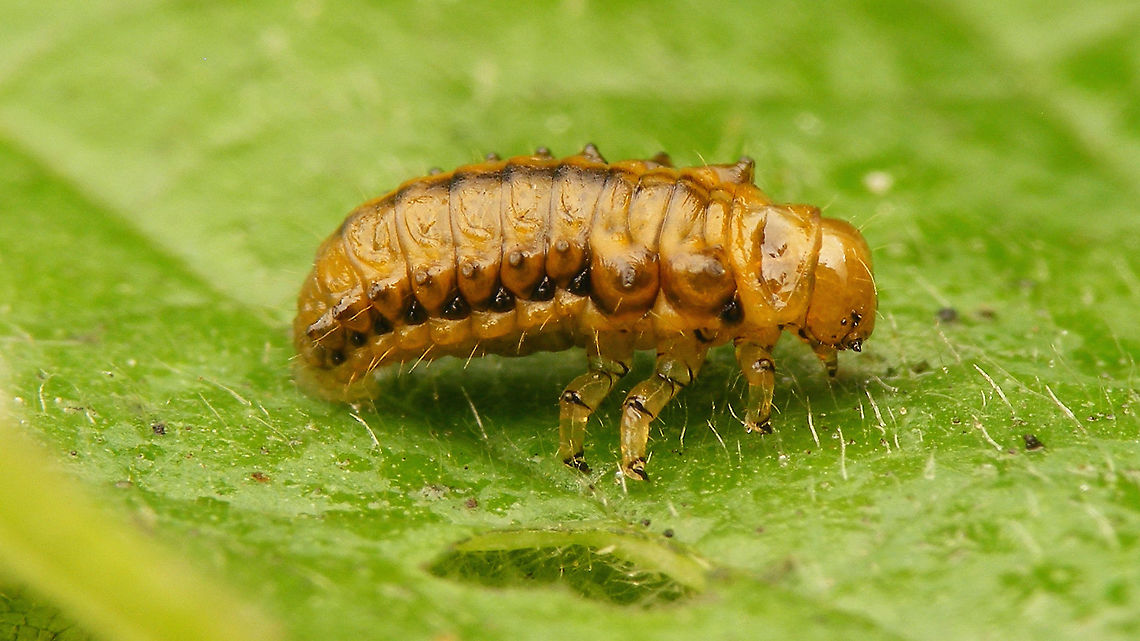 Plagiosterna aenea - Larva  Chrysomelidae,Chrysomelinae,Larva,Linaeidea aenea,Plagiosterna,Plagiosterna aenea,nl: Kortsprietelzenhaantje