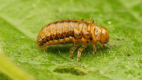 Plagiosterna aenea - Larva  Chrysomelidae,Chrysomelinae,Larva,Linaeidea aenea,Plagiosterna,Plagiosterna aenea,nl: Kortsprietelzenhaantje