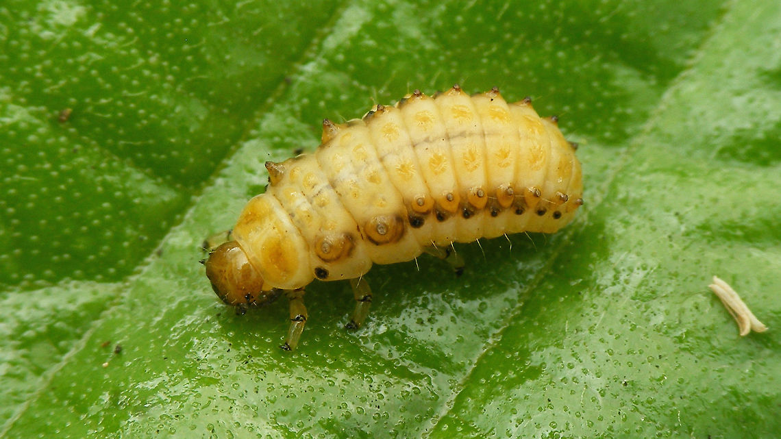 Plagiosterna aenea - Older larva (teneral)  Chrysomelidae,Chrysomelinae,Larva,Linaeidea aenea,Plagiosterna,Plagiosterna aenea,Teneral,nl: Kortsprietelzenhaantje
