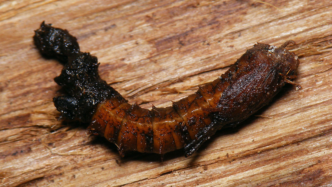 Tipula oleracea - Pupa  Jane's garden,Nematocera,Pupa,Tipula,Tipula oleracea,Tipulidae,nl: Kool-langpootmug,nl: Koollangpootmug