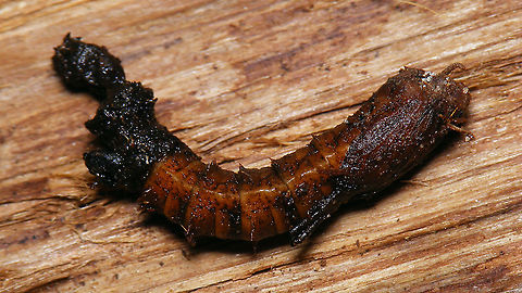 Tipula oleracea - Pupa  Jane's garden,Nematocera,Pupa,Tipula,Tipula oleracea,Tipulidae,nl: Kool-langpootmug,nl: Koollangpootmug