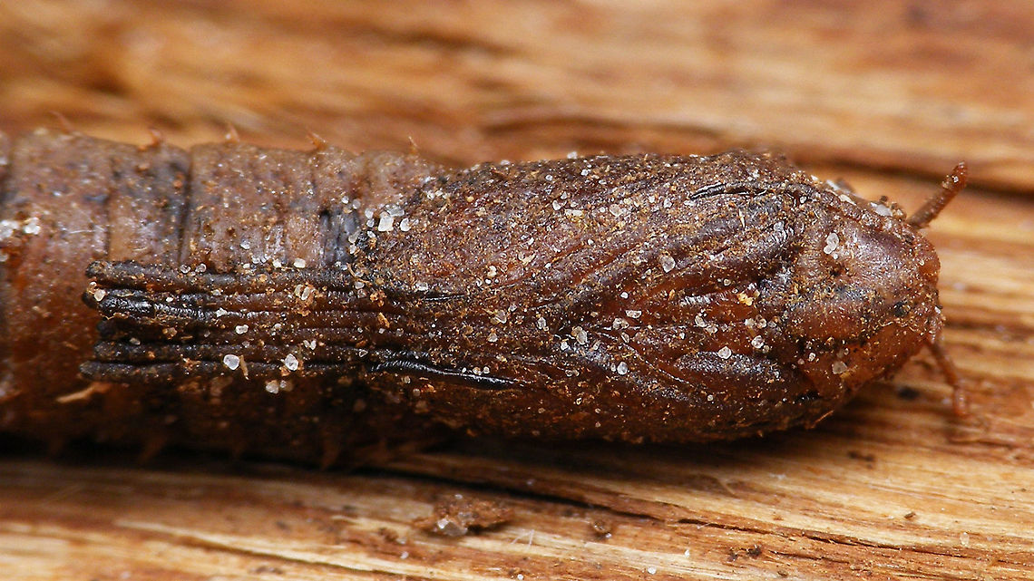 Tipula oleracea - Pupa (close-up)  Jane's garden,Nematocera,Pupa,Tipula,Tipula oleracea,Tipulidae,nl: Kool-langpootmug,nl: Koollangpootmug