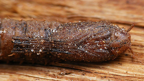 Tipula oleracea - Pupa (close-up)  Jane's garden,Nematocera,Pupa,Tipula,Tipula oleracea,Tipulidae,nl: Kool-langpootmug,nl: Koollangpootmug