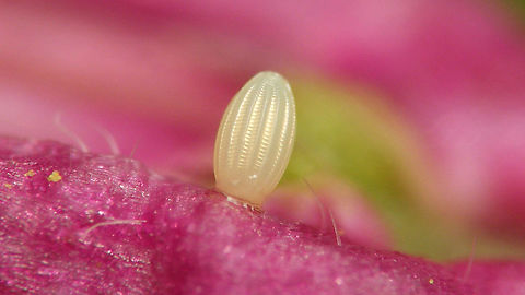 Anthocharis cardamines - Fresh egg This morning Jane spotted an Orange tip ovipositioning. She let her be and later found this egg on the same flower. It is clearly very teneral still, should soon become yellow.

Indeed, two days later: https://www.jungledragon.com/image/115663/orange_tip_egg.html
A few days later still: https://www.jungledragon.com/image/116157/elvis_has_left_the_building_.html
 Anthocharis,Anthocharis cardamines,Egg,Eggs,Jane's garden,Orange tip,Pieridae,Teneral,nl: Oranjetipje