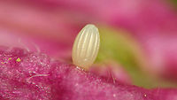 Anthocharis cardamines - Fresh egg This morning Jane spotted an Orange tip ovipositioning. She let her be and later found this egg on the same flower. It is clearly very teneral still, should soon become yellow.<br />
<br />
Indeed, two days later: https://www.jungledragon.com/image/115663/orange_tip_egg.html<br />
A few days later still: https://www.jungledragon.com/image/116157/elvis_has_left_the_building_.html<br />
 Anthocharis,Anthocharis cardamines,Egg,Eggs,Jane's garden,Orange tip,Pieridae,Teneral,nl: Oranjetipje