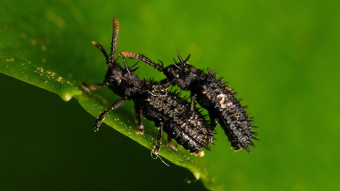 Hispa atra - Piggyback A &quot;first&quot; for the garden :o)<br />
This was actually a copula &quot;on pause&quot;, so I&#039;ve named it for what it is, but will tag it as <a href="https://www.jungledragon.com/tag/23801/copulation.html" title="copulation" class="tag"><em>49</em>copulation</a> nevertheless ...  Cassidinae,Chrysomelidae,Chrysomeloidea,Copulation,Hispa,Hispa atra,Hispinae,Hispini,Jane's garden,nl: Egeltje