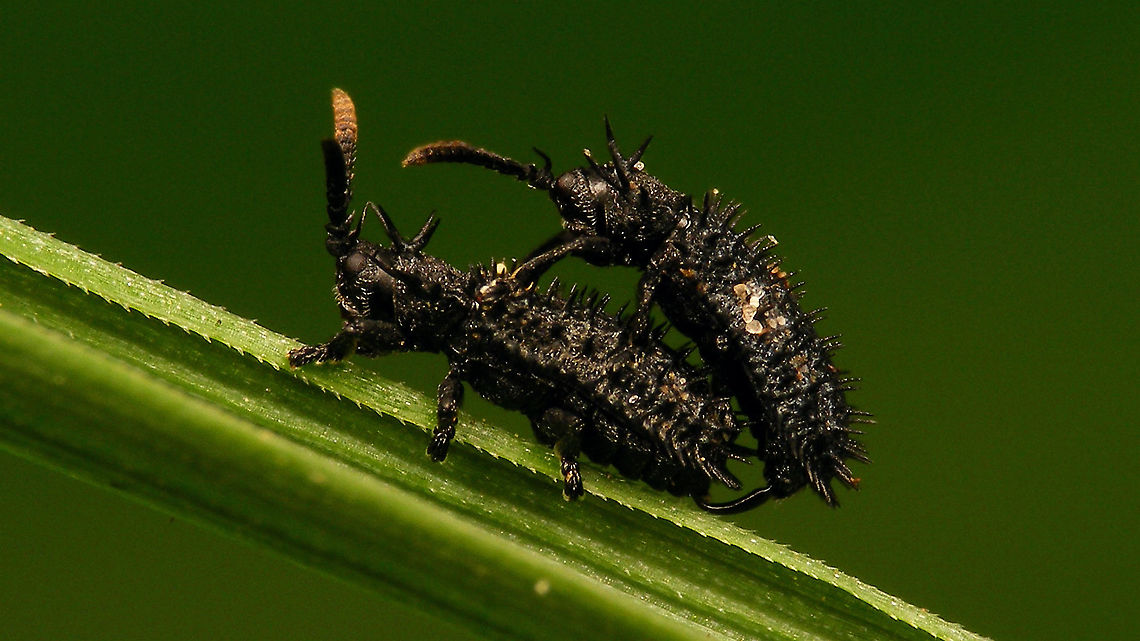Hispa atra - Copula  Cassidinae,Chrysomelidae,Chrysomeloidea,Copulation,Hispa,Hispa atra,Hispinae,Hispini,Jane's garden,nl: Egeltje