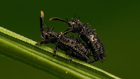 Hispa atra - Copula  Cassidinae,Chrysomelidae,Chrysomeloidea,Copulation,Hispa,Hispa atra,Hispinae,Hispini,Jane's garden,nl: Egeltje