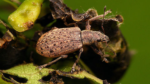 Polydrusus cervinus  Curculionidae,Curculionoidea,Entiminae,Polydrusus,Polydrusus cervinus,nl: Reebruine bladsnuitkever