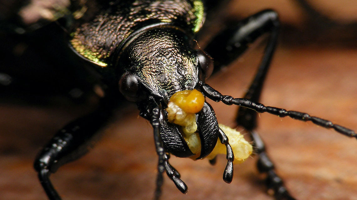 Calosoma inquisitor having lunch Devouring a small caterpillar... Calosoma,Calosoma inquisitor,Carabidae,Carabinae,Jane's garden,Lesser Searcher Beetle,nl: Kleine poppenrover
