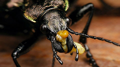 Calosoma inquisitor having lunch Devouring a small caterpillar... Calosoma,Calosoma inquisitor,Carabidae,Carabinae,Jane's garden,Lesser Searcher Beetle,nl: Kleine poppenrover