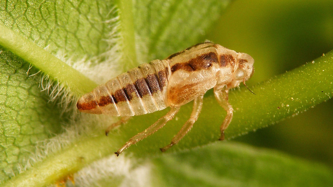 Oncopsis sp. exuviae Out of place on Acer ... ?!? :-/ Auchenorrhyncha,Cicadellidae,Exuviae,Hemiptera,Macropsinae,Oncopsis