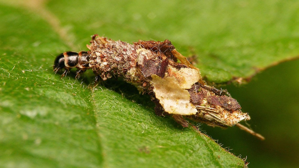 Proutia betulina ? - Left side On Corylus, which doesn&#039;t seem to be documented for Proutia betulina ...<br />
(ID confirmed by Jack Windig on waarneming.nl) Geotagged,Netherlands,Proutia,Proutia betulina,Psychidae,Psychinae,Psychini,Tineoidea,nl: Sierlijke zakdrager