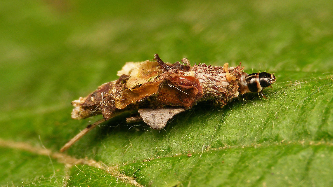 Proutia betulina ? - Right side On Corylus, which doesn&#039;t seem to be documented for Proutia betulina ...<br />
(ID confirmed by Jack Windig on waarneming.nl) Geotagged,Netherlands,Proutia,Proutia betulina,Psychidae,Psychinae,Psychini,Tineoidea,nl: Sierlijke zakdrager