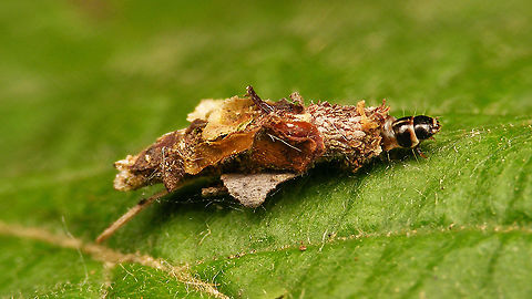 Proutia betulina ? - Right side On Corylus, which doesn't seem to be documented for Proutia betulina ...
(ID confirmed by Jack Windig on waarneming.nl) Geotagged,Netherlands,Proutia,Proutia betulina,Psychidae,Psychinae,Psychini,Tineoidea,nl: Sierlijke zakdrager