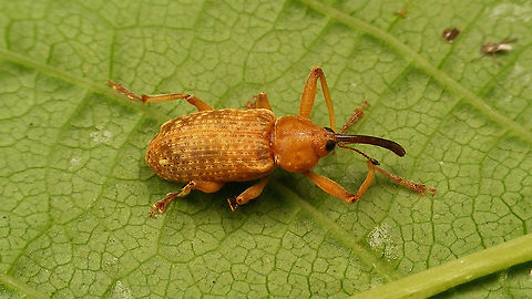 Dorytomus longimanus  Curculionidae,Curculioninae,Curculionoidea,Dorytomus,Dorytomus longimanus,Ellescini,Geotagged,Netherlands,nl: Langsprietpopulierensnuittor