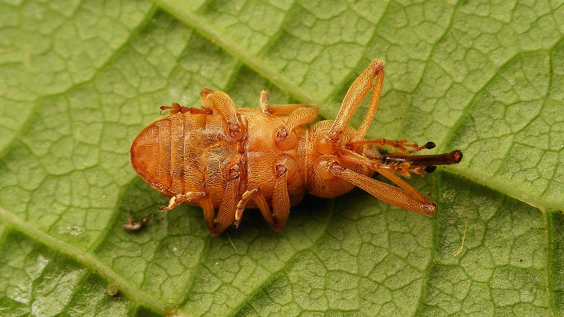 Dorytomus longimanus - Ventral  Curculionidae,Curculioninae,Curculionoidea,Dorytomus,Dorytomus longimanus,Ellescini,Geotagged,Netherlands,nl: Langsprietpopulierensnuittor