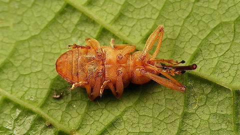 Dorytomus longimanus - Ventral  Curculionidae,Curculioninae,Curculionoidea,Dorytomus,Dorytomus longimanus,Ellescini,Geotagged,Netherlands,nl: Langsprietpopulierensnuittor