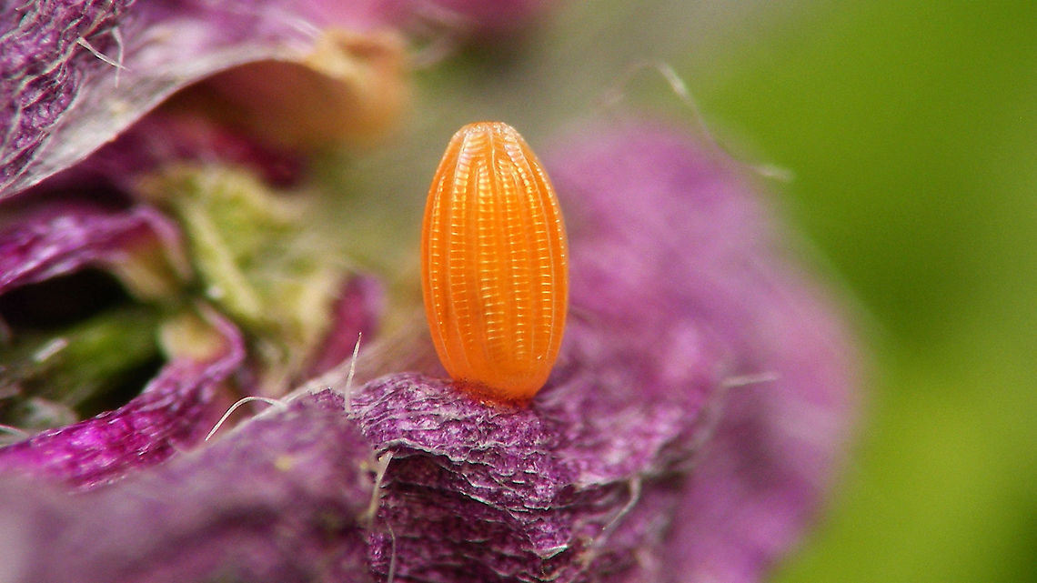 Orange tip egg Same egg, still fresh (a few days earlier):<br />
<figure class="photo"><a href="https://www.jungledragon.com/image/115059/anthocharis_cardamines_-_fresh_egg.html" title="Anthocharis cardamines - Fresh egg"><img src="https://s3.amazonaws.com/media.jungledragon.com/images/3043/115059_thumb.jpg?AWSAccessKeyId=05GMT0V3GWVNE7GGM1R2&Expires=1770854410&Signature=En5ZRIdQkyN8inmiUB2HGIsIEQA%3D" width="200" height="114" alt="Anthocharis cardamines - Fresh egg This morning Jane spotted an Orange tip ovipositioning. She let her be and later found this egg on the same flower. It is clearly very teneral still, should soon become yellow.<br />
<br />
Indeed, two days later: https://www.jungledragon.com/image/115663/orange_tip_egg.html<br />
A few days later still: https://www.jungledragon.com/image/116157/elvis_has_left_the_building_.html<br />
 Anthocharis,Anthocharis cardamines,Egg,Eggs,Jane's garden,Orange tip,Pieridae,Teneral,nl: Oranjetipje" /></a></figure><br />
Same egg, empty (a few days later):<br />
<figure class="photo"><a href="https://www.jungledragon.com/image/116157/elvis_has_left_the_building_.html" title="Elvis has left the building ..."><img src="https://s3.amazonaws.com/media.jungledragon.com/images/3043/116157_thumb.jpg?AWSAccessKeyId=05GMT0V3GWVNE7GGM1R2&Expires=1770854410&Signature=nevk6xS6kl6uX%2Fqx1jh0lfi9ab8%3D" width="200" height="114" alt="Elvis has left the building ... Ferdy is expecting me to finish this series, so thereyahgo ...<br />
https://www.jungledragon.com/image/115059/anthocharis_cardamines_-_fresh_egg.html<br />
https://www.jungledragon.com/image/115663/orange_tip_egg.html<br />
Shot this empty shell about a week ago, but we couldn't determine which of the lil' caterpillars belonged to it.<br />
To make up for that I'll upload another egg with resulting caterpillar a few hours old.<br />
 Anthocharis,Anthocharis cardamines,Egg,Eggs,Jane's garden,Orange tip,Pieridae,nl: Oranjetipje" /></a></figure> Anthocharis,Anthocharis cardamines,Egg,Eggs,Jane's garden,Orange tip,Pieridae,nl: Oranjetipje