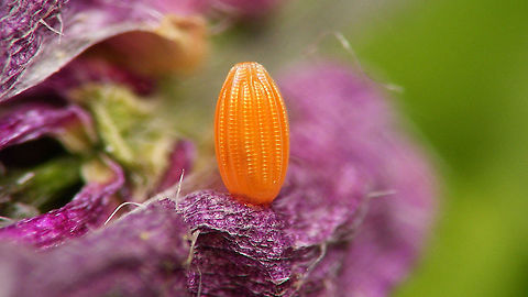 Orange tip egg Same egg, still fresh (a few days earlier):
https://www.jungledragon.com/image/115059/anthocharis_cardamines_-_fresh_egg.html
Same egg, empty (a few days later):
https://www.jungledragon.com/image/116157/elvis_has_left_the_building_.html Anthocharis,Anthocharis cardamines,Egg,Eggs,Jane's garden,Orange tip,Pieridae,nl: Oranjetipje