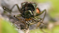 Malachius bipustulatus chomping away her lunch Female Malachius bipustulatus digging in on a smorgasbord of Aphids.<br />
Side view here: Cleroidea,Coleoptera,Jane's garden,Malachiidae,Malachiinae,Malachite beetle,Malachius,Malachius bipustulatus,Melyridae,nl: Roodtipbasterdweekschild