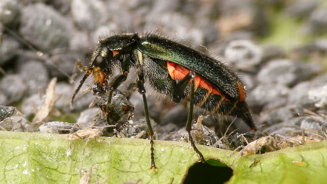 Malachius bipustulatus - Digging in Female Malachius bipustulatus digging in on a smorgasbord of Aphids.<br />
Frontal detailed view of scene here:<br />
<figure class="photo"><a href="https://www.jungledragon.com/image/115678/malachius_bipustulatus_chomping_away_her_lunch.html" title="Malachius bipustulatus chomping away her lunch"><img src="https://s3.amazonaws.com/media.jungledragon.com/images/3043/115678_thumb.jpg?AWSAccessKeyId=05GMT0V3GWVNE7GGM1R2&Expires=1770854410&Signature=%2FeDZHcoCKyXFaCFcoJyeLTS71sQ%3D" width="200" height="114" alt="Malachius bipustulatus chomping away her lunch Female Malachius bipustulatus digging in on a smorgasbord of Aphids.<br />
Side view here: Cleroidea,Coleoptera,Jane's garden,Malachiidae,Malachiinae,Malachite beetle,Malachius,Malachius bipustulatus,Melyridae,nl: Roodtipbasterdweekschild" /></a></figure> Cleroidea,Coleoptera,Jane's garden,Malachiidae,Malachiinae,Malachite beetle,Malachius,Malachius bipustulatus,Melyridae,nl: Roodtipbasterdweekschild