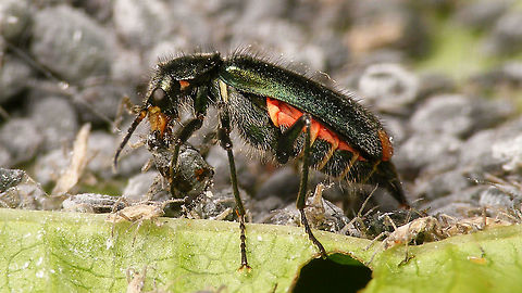Malachius bipustulatus - Digging in Female Malachius bipustulatus digging in on a smorgasbord of Aphids.
Frontal detailed view of scene here:
https://www.jungledragon.com/image/115678/malachius_bipustulatus_chomping_away_her_lunch.html Cleroidea,Coleoptera,Jane's garden,Malachiidae,Malachiinae,Malachite beetle,Malachius,Malachius bipustulatus,Melyridae,nl: Roodtipbasterdweekschild