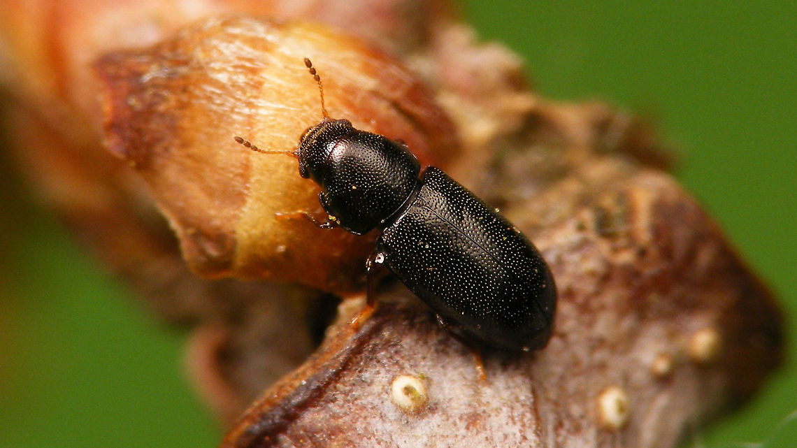 Orthocis alni - Dorsal Just under 3mm Ciidae,Cucujiformia,Jane's garden,Orthocis,Orthocis alni,Tenebrionoidea