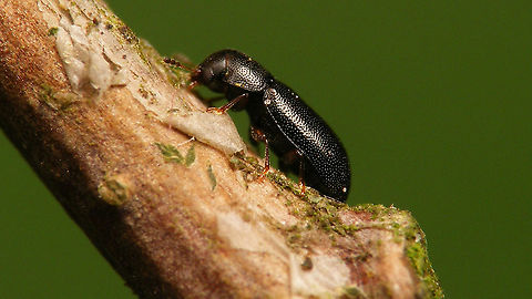 Orthocis alni - Lateral  Ciidae,Cucujiformia,Jane's garden,Orthocis,Orthocis alni,Tenebrionoidea