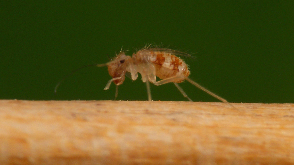 Dorypteryx longipennis on tooth stick Horrible sub-2mm fast moving target. Tried letting it run up and down a tooth stick but even then near impossible to hit in focus :-/<br />
This species was first recorded in the Netherlands in 2009, but may very well have been taken to be <a href="https://www.jungledragon.com/tag/47790/dorypteryx_domestica.html" title="Dorypteryx domestica" class="tag"><em>1</em>Dorypteryx domestica</a> by casual observers looooong before that.<br />
The veins in the wings are about the only diagnostic feature possible to photograph.<br />
Collage with some details useful in recognition/ID:<br />
<figure class="photo"><a href="https://www.jungledragon.com/image/115842/dorypteryx_longipennis_-_collage.html" title="Dorypteryx longipennis - Collage"><img src="https://s3.amazonaws.com/media.jungledragon.com/images/3043/115842_thumb.jpg?AWSAccessKeyId=05GMT0V3GWVNE7GGM1R2&Expires=1769040010&Signature=GPYcmG52QFU4C%2F3bOPC8f%2FMCXDg%3D" width="200" height="114" alt="Dorypteryx longipennis - Collage Horrible sub-2mm fast moving target. Collage of mediocre shots showing just enough detail for ID.<br />
This species was first recorded in the Netherlands in 2009, but may very well have been taken to be https://www.jungledragon.com/tag/47790/dorypteryx_domestica.html by casual observers looooong before that.<br />
The veins in the wings are about the only diagnostic feature possible to photograph.<br />
Side view of same critter running on a toothstick here:<br />
https://www.jungledragon.com/image/115841/dorypteryx_longipennis_on_tooth_stick.html Barklouse,Dorypteryx,Dorypteryx longipennis,Jane&#039;s garden,Psocoptera,Psyllipsocidae" /></a></figure><br />
 Barklouse,Dorypteryx,Dorypteryx longipennis,Jane's garden,Psocoptera,Psyllipsocidae
