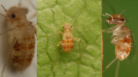 Dorypteryx longipennis - Collage Horrible sub-2mm fast moving target. Collage of mediocre shots showing just enough detail for ID.
This species was first recorded in the Netherlands in 2009, but may very well have been taken to be https://www.jungledragon.com/tag/47790/dorypteryx_domestica.html by casual observers looooong before that.
The veins in the wings are about the only diagnostic feature possible to photograph.
Side view of same critter running on a toothstick here:
https://www.jungledragon.com/image/115841/dorypteryx_longipennis_on_tooth_stick.html Barklouse,Dorypteryx,Dorypteryx longipennis,Jane's garden,Psocoptera,Psyllipsocidae