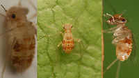 Dorypteryx longipennis - Collage Horrible sub-2mm fast moving target. Collage of mediocre shots showing just enough detail for ID.<br />
This species was first recorded in the Netherlands in 2009, but may very well have been taken to be https://www.jungledragon.com/tag/47790/dorypteryx_domestica.html by casual observers looooong before that.<br />
The veins in the wings are about the only diagnostic feature possible to photograph.<br />
Side view of same critter running on a toothstick here:<br />
https://www.jungledragon.com/image/115841/dorypteryx_longipennis_on_tooth_stick.html Barklouse,Dorypteryx,Dorypteryx longipennis,Jane's garden,Psocoptera,Psyllipsocidae