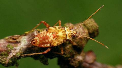 Rhabdomiris striatellus - Nymph Resulting imago here: https://www.jungledragon.com/image/115890/rhabdomiris_striatellus_-_imago_w._exuviae.html Heteroptera,Jane's garden,Miridae,Mirinae,Mirini,Nymph,Rhabdomiris,Rhabdomiris (Calocoris) striatellus,Rhabdomiris striatellus,Striped Oak Bug,nl: Gestreepte eikenblindwants
