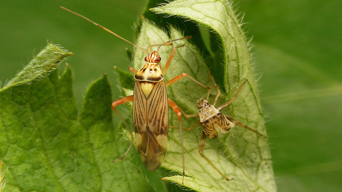 Rhabdomiris striatellus - Imago w. exuviae Same individual as nymph below, one day later (still a tad teneral): <figure class="photo"><a href="https://www.jungledragon.com/image/115889/rhabdomiris_striatellus_-_nymph.html" title="Rhabdomiris striatellus - Nymph"><img src="https://s3.amazonaws.com/media.jungledragon.com/images/3043/115889_thumb.jpg?AWSAccessKeyId=05GMT0V3GWVNE7GGM1R2&Expires=1759968010&Signature=Pm%2Fvuvdl81eFvGXBGoEytNh7xmA%3D" width="200" height="114" alt="Rhabdomiris striatellus - Nymph Resulting imago here: https://www.jungledragon.com/image/115890/rhabdomiris_striatellus_-_imago_w._exuviae.html Heteroptera,Jane&#039;s garden,Miridae,Mirinae,Mirini,Nymph,Rhabdomiris,Rhabdomiris (Calocoris) striatellus,Rhabdomiris striatellus,Striped Oak Bug,nl: Gestreepte eikenblindwants" /></a></figure> Heteroptera,Jane's garden,Miridae,Mirinae,Mirini,Rhabdomiris,Rhabdomiris (Calocoris) striatellus,Rhabdomiris striatellus,Striped Oak Bug,Teneral,nl: Gestreepte eikenblindwants