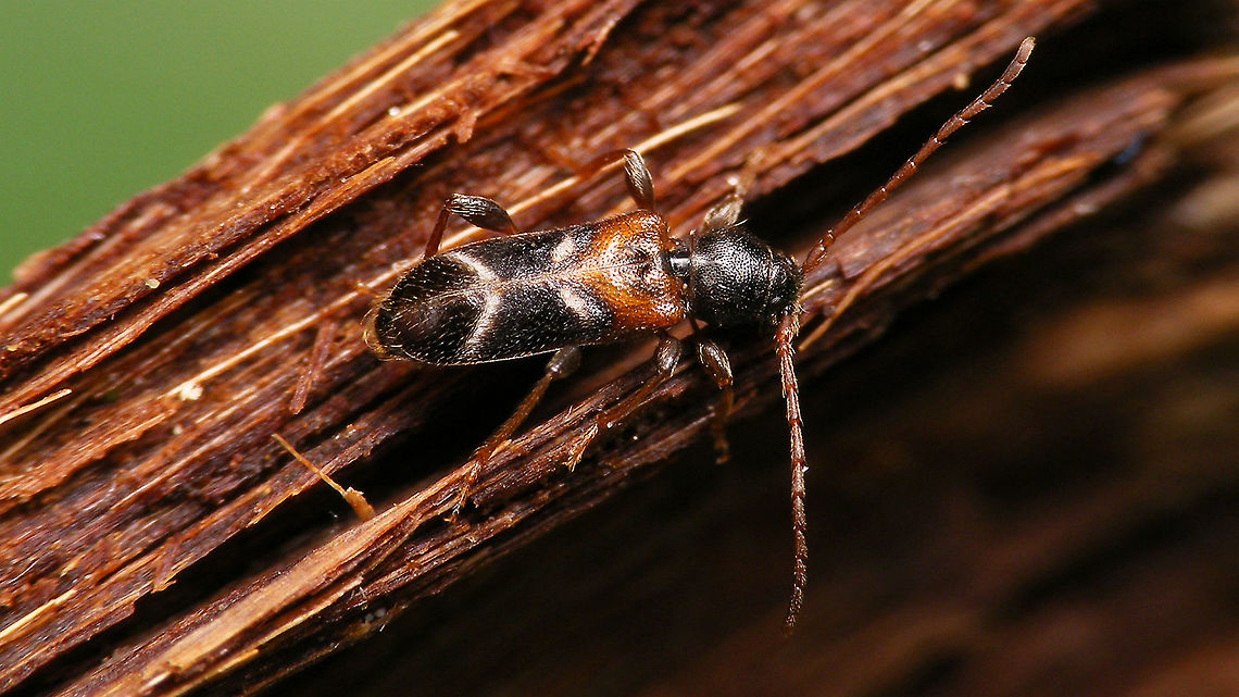 Poecilium alni  Cerambycidae,Cerambycinae,Jane's garden,Phymatodes alni,Poecilium,Poecilium alni,nl: Elzenboktor