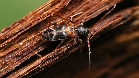 Poecilium alni  Cerambycidae,Cerambycinae,Jane's garden,Phymatodes alni,Poecilium,Poecilium alni,nl: Elzenboktor