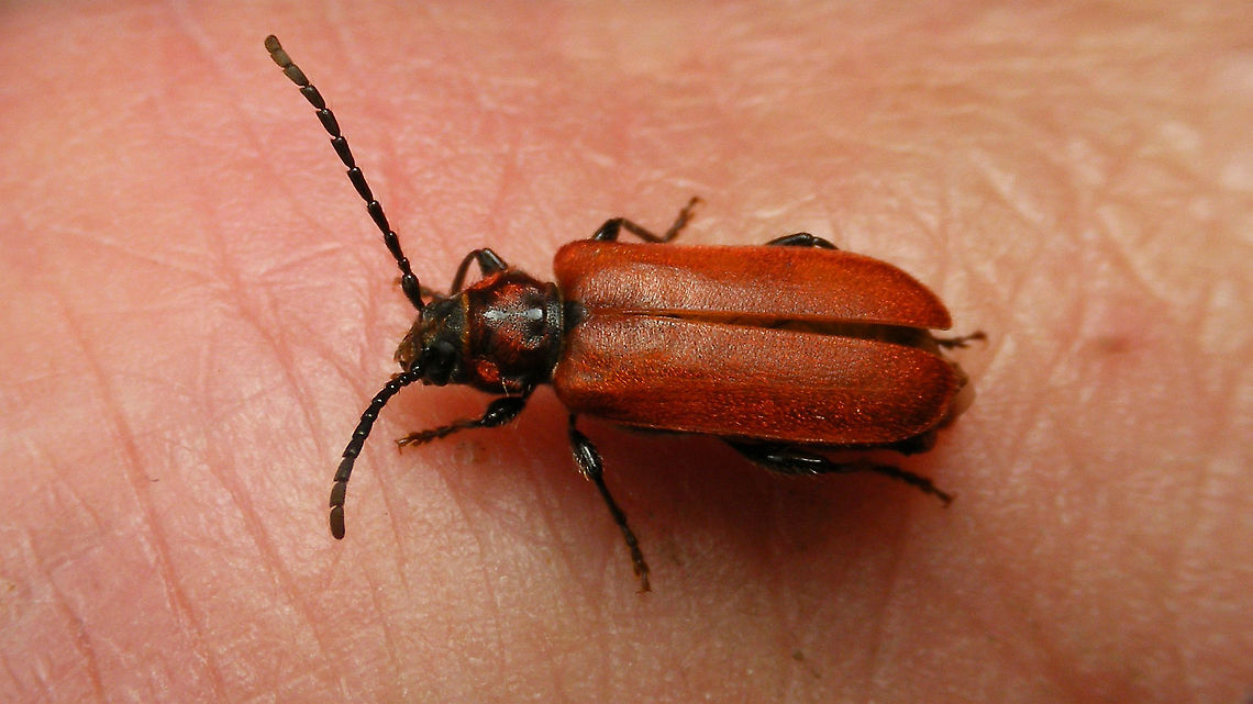 Pyrrhidium sanguineum Another Longhorn from the garden to add to the beetle species count on JD<br />
This one was sitting on my car, waiting for me to provide it with eternal fame :o) Cerambycidae,Cerambycinae,Jane's garden,Pyrrhidium,Pyrrhidium sanguineum,Welsh oak longhorn beetle,nl: Vuurboktor