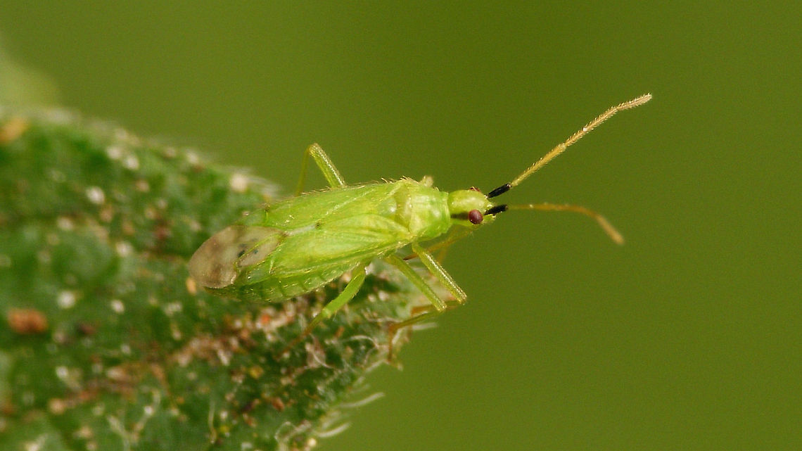 Macrolophus pygmaeus  Bryocorinae,Dicyphini,Jane's garden,Macrolophus,Macrolophus pygmaeus,Miridae