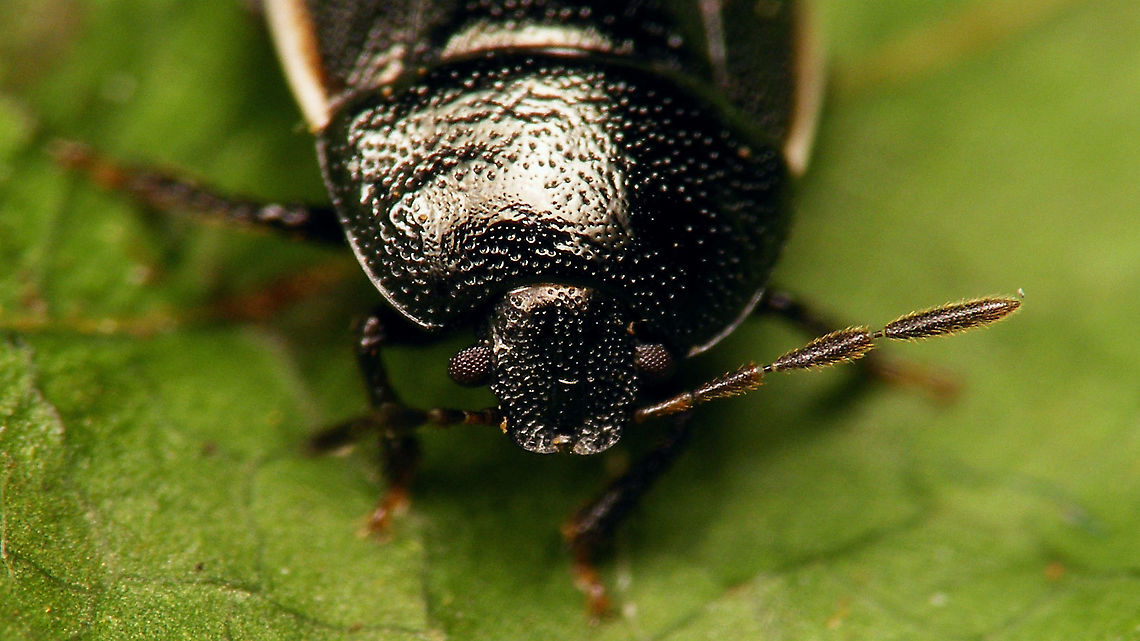 Legnotus limbosus - Portrait Found this one in the bathroom - took a mugshot to make sure and kicked the little intruder out ... <br />
<figure class="photo"><a href="https://www.jungledragon.com/image/116090/legnotus_limbosus.html" title="Legnotus limbosus"><img src="https://s3.amazonaws.com/media.jungledragon.com/images/3043/116090_thumb.jpg?AWSAccessKeyId=05GMT0V3GWVNE7GGM1R2&Expires=1769040010&Signature=EJolVnpwR3GTAqbVSEtQP1IveR8%3D" width="200" height="114" alt="Legnotus limbosus https://www.jungledragon.com/image/116089/legnotus_limbosus_-_portrait.html Cydnidae,Jane's garden,Legnotus,Legnotus limbosus,Netherlands,Pentatomoidea,nl: Kleefkruidgraafwants" /></a></figure> Cydnidae,Jane's garden,Legnotus,Legnotus limbosus,Netherlands,Pentatomoidea,nl: Kleefkruidgraafwants