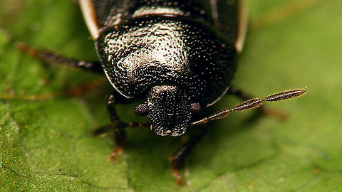 Legnotus limbosus - Portrait Found this one in the bathroom - took a mugshot to make sure and kicked the little intruder out ... 
https://www.jungledragon.com/image/116090/legnotus_limbosus.html Cydnidae,Jane's garden,Legnotus,Legnotus limbosus,Netherlands,Pentatomoidea,nl: Kleefkruidgraafwants