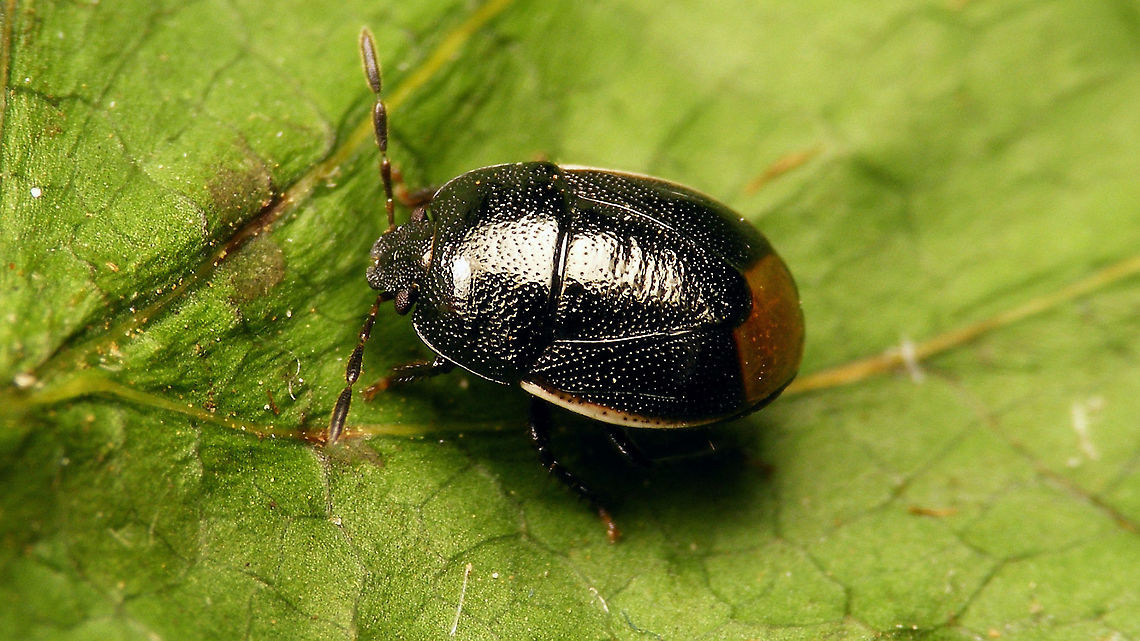 Legnotus limbosus <figure class="photo"><a href="https://www.jungledragon.com/image/116089/legnotus_limbosus_-_portrait.html" title="Legnotus limbosus - Portrait"><img src="https://s3.amazonaws.com/media.jungledragon.com/images/3043/116089_thumb.jpg?AWSAccessKeyId=05GMT0V3GWVNE7GGM1R2&Expires=1770854410&Signature=8ljksTW7hh2c53YgRMIHKu0DFo4%3D" width="200" height="114" alt="Legnotus limbosus - Portrait Found this one in the bathroom - took a mugshot to make sure and kicked the little intruder out ... <br />
https://www.jungledragon.com/image/116090/legnotus_limbosus.html Cydnidae,Jane's garden,Legnotus,Legnotus limbosus,Netherlands,Pentatomoidea,nl: Kleefkruidgraafwants" /></a></figure> Cydnidae,Jane's garden,Legnotus,Legnotus limbosus,Netherlands,Pentatomoidea,nl: Kleefkruidgraafwants